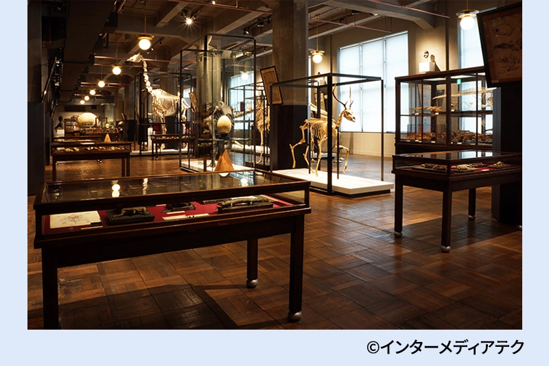 インターメディアテク