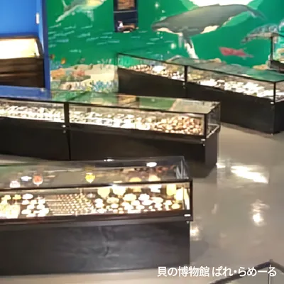 貝の博物館 ぱれ・らめーる
